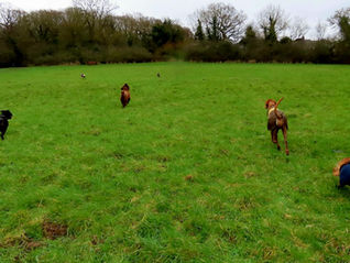 Community Walk in Fryent Country Park 🐾