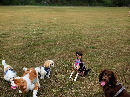 5 dogs are sitting on the grass