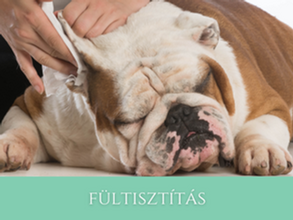 Kutya Fültisztítás Útmutató: Egészséges és Boldog Fülek