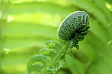 Bright green unfurling fern