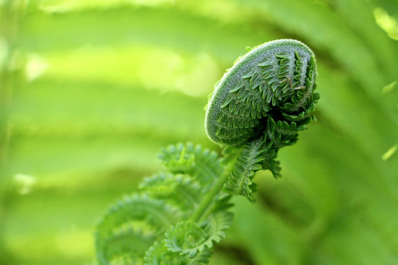 Bright green unfurling fern