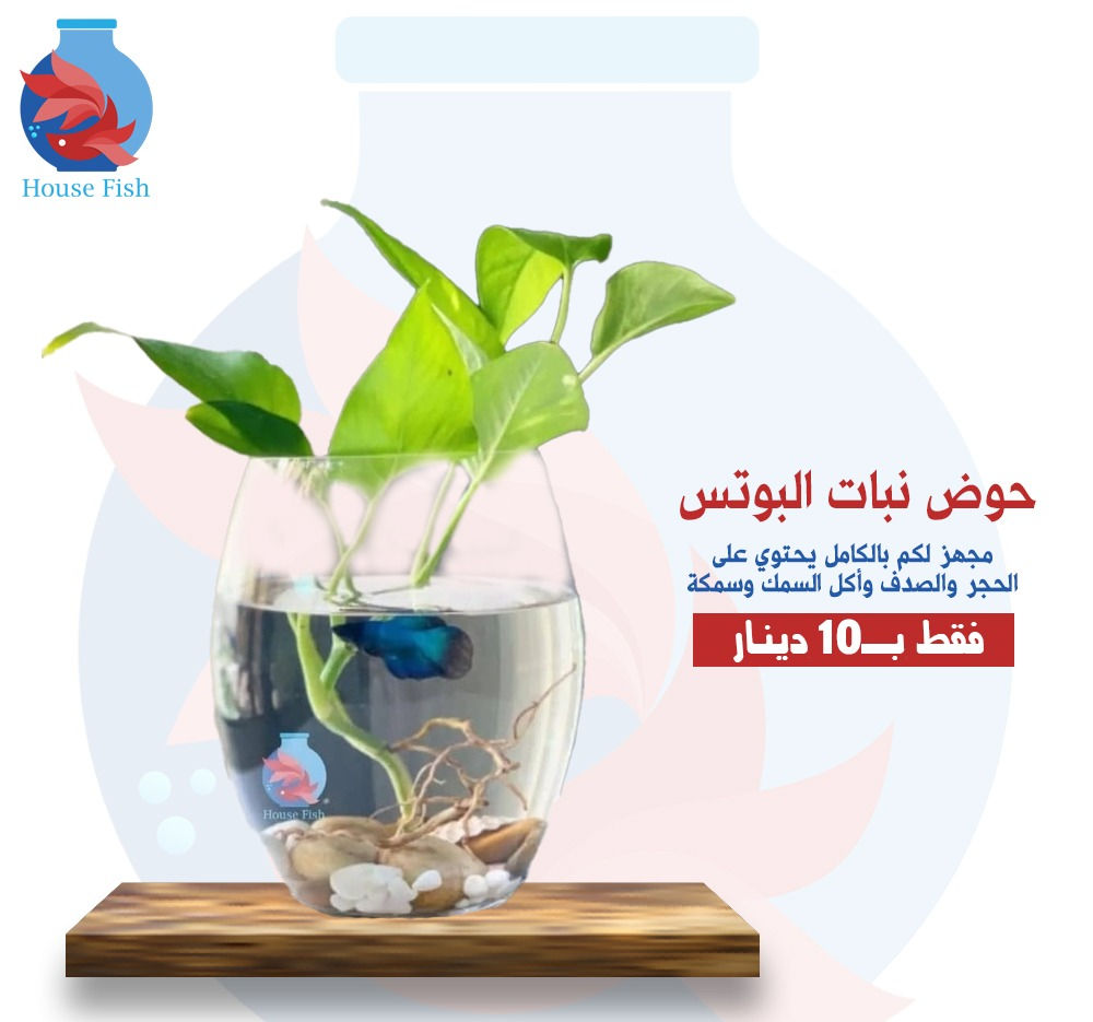 حوض نبات البوتس