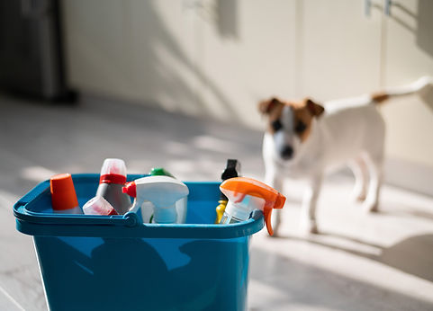 Blue bucket with bottles of detergent on a parquet light floor. Jack Russell Terrier on a