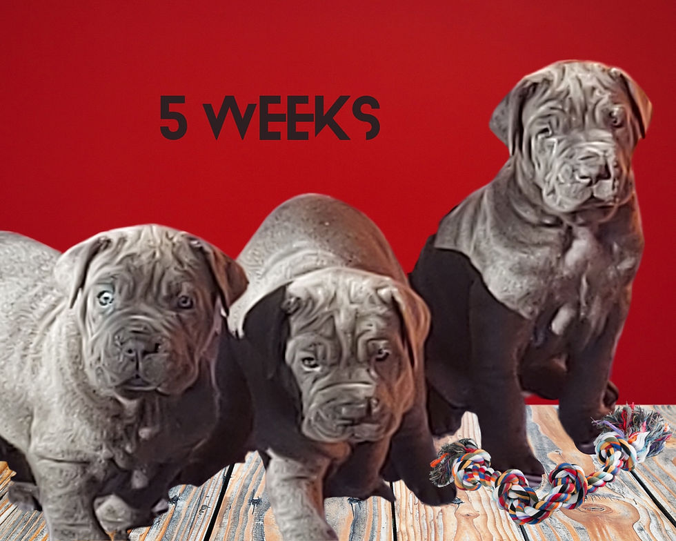 5 weeks