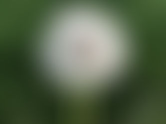 RISK IN YOUR RISK MANAGEMENT?