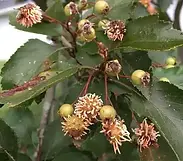 rustonapple.webp