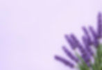 lavender-flowers-purple-background.jpg