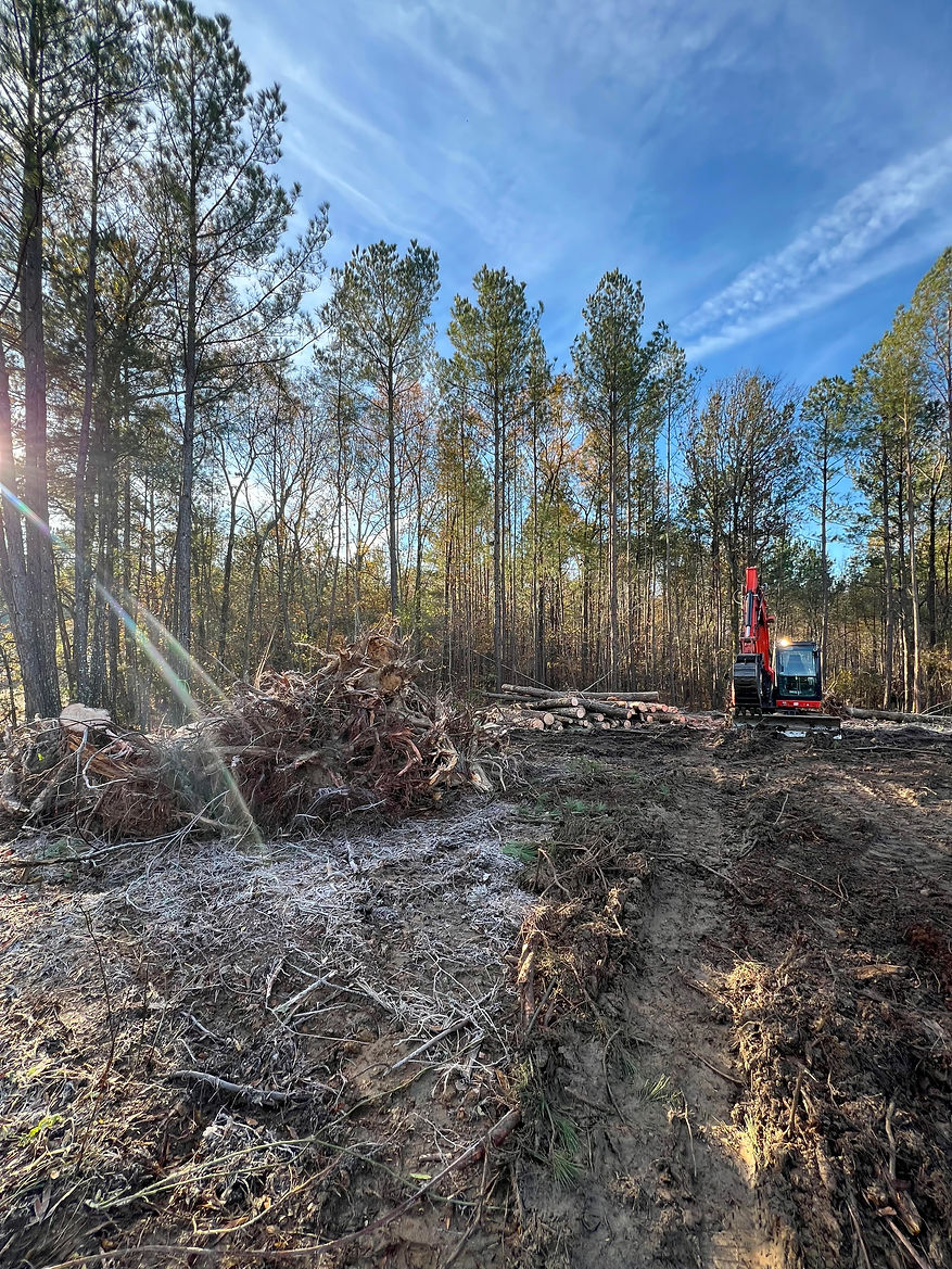 land clearing 1.jpg