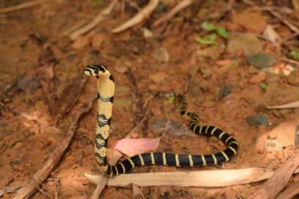 neonate_mizoram.jpeg