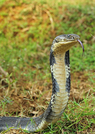 arunkumar.thaydi for Eastern Ghats Wildlife Society (2).JPG