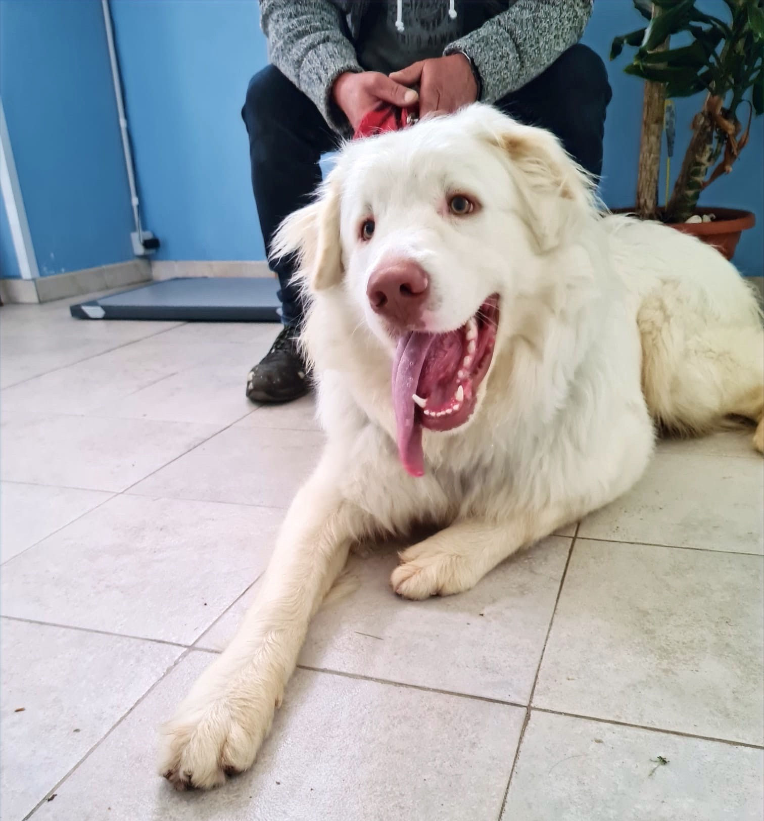 Eigene Insel Für Albino-Affe - Der Schweizer Bauer