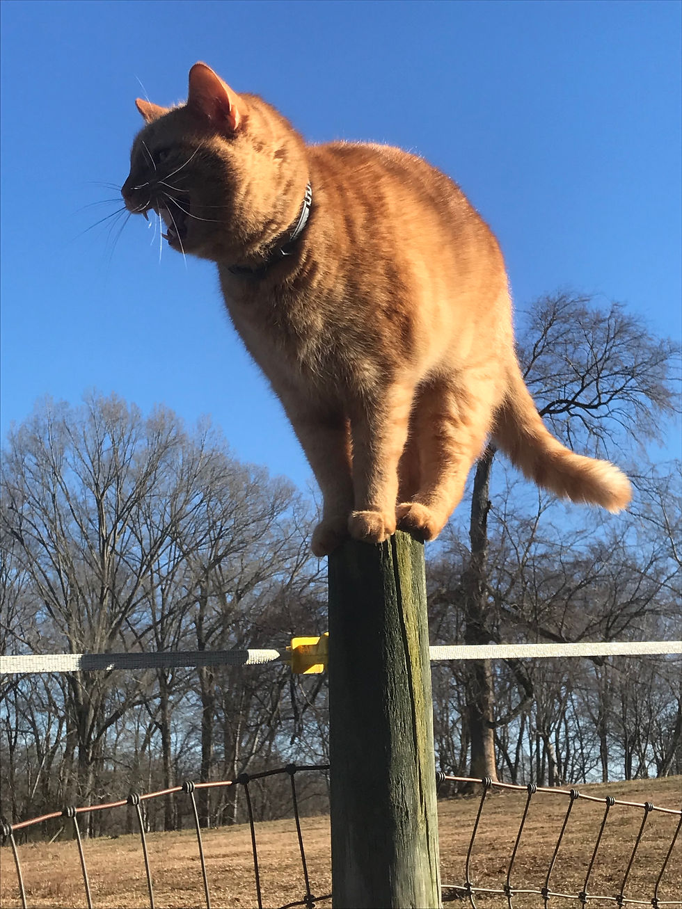 MEOW
