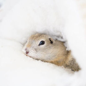 ジリス