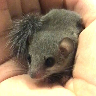 アフリカヤマネ ノーマル
