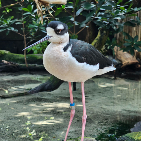 Bird in the Wetlands of Florida exhibit at The Florida Aquarium in Tampa, Florida