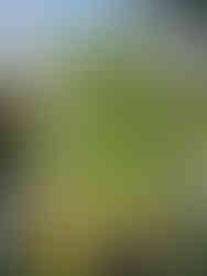 Tomato plant for the EPCOT International Flower & Garden Festival