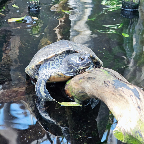 Turtle in the Wetlands of Florida exhibit at The Florida Aquarium in Tampa, Florida
