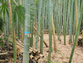 【forenta-IBARAKI】 茨城県「龍ケ崎エリア」で新区画増設に伴う合同内覧会を開催！エントリー受付中！