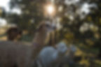 Tiny Houses, Tiny away, Alpacas, feature story by Brilliant-Online