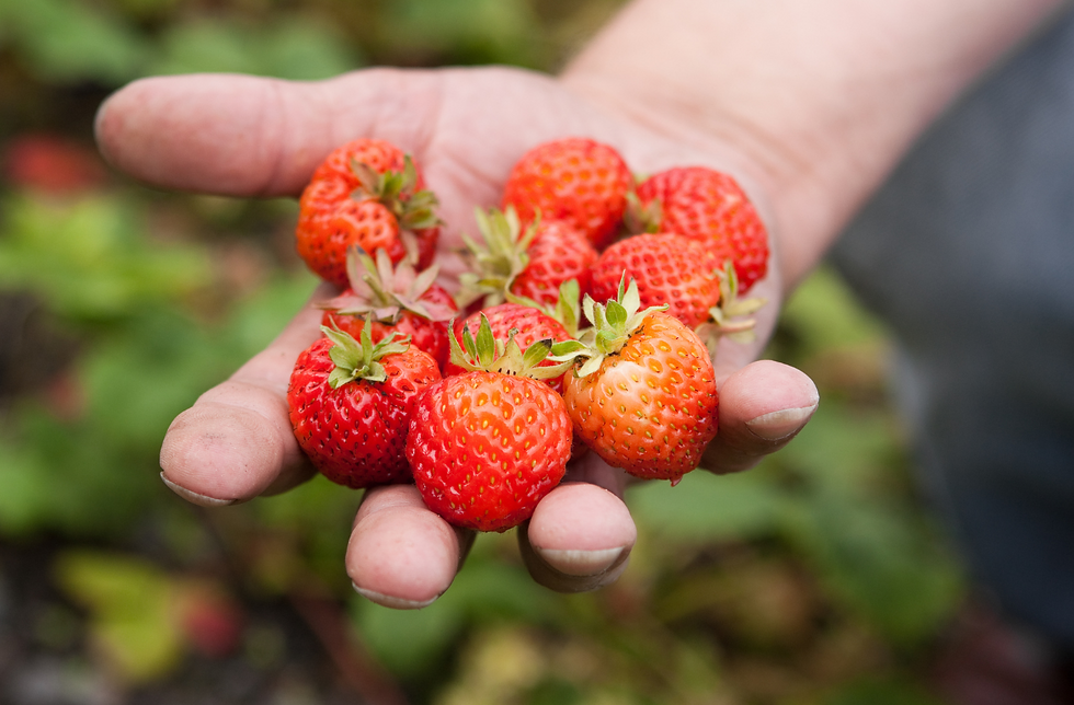 Strawberry picking