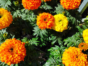 Greenbourne Nursery on using Spring Colours to Brighten Your Soul