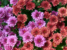 Greenbourne Nursery about Propagating in Spring