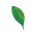 leaf2.png