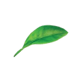 leaf1.png