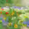 awild.avif