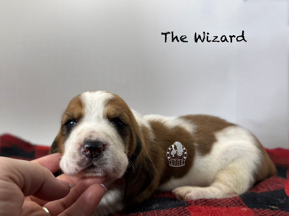 Photoroom_001_20251121_093556