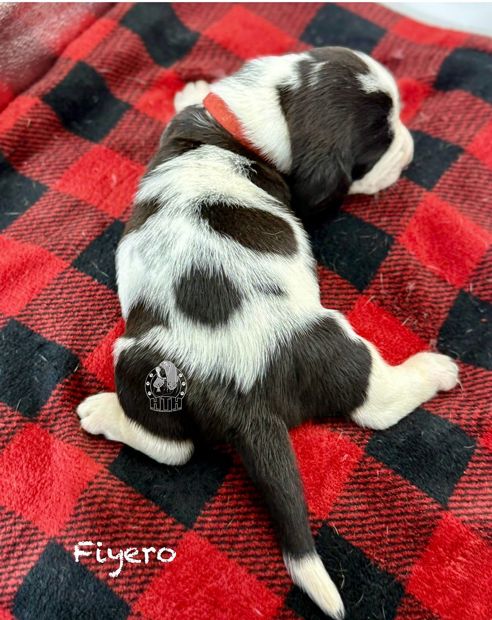 Photoroom_002_20251121_094506