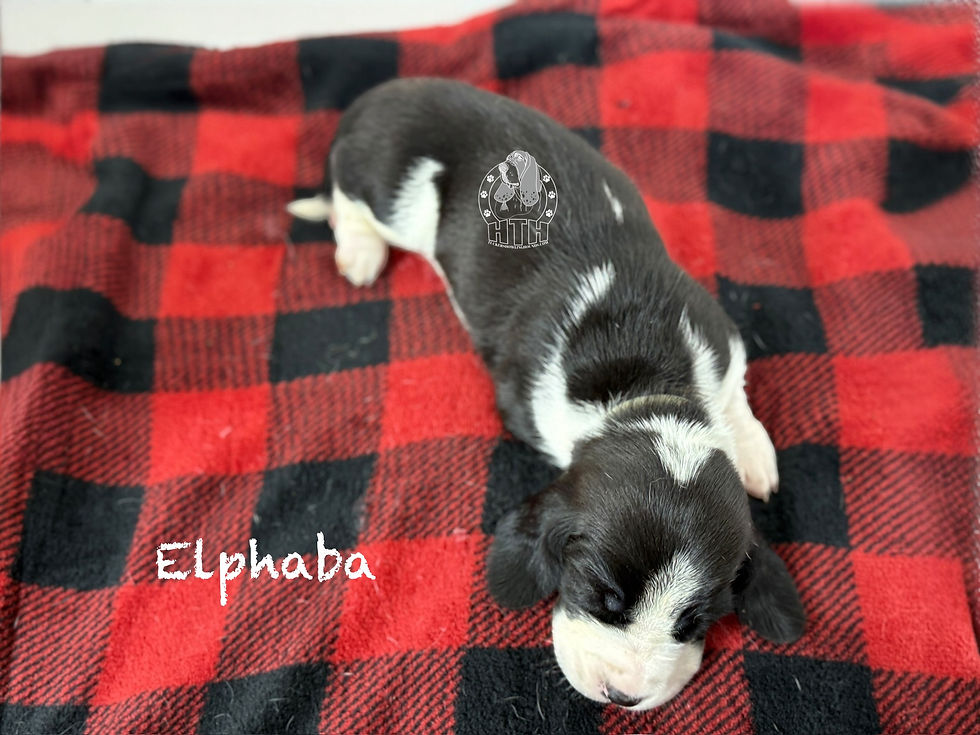 Photoroom_002_20251121_093322