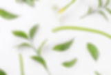 White Lilies