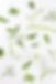 White Lilies