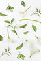 White Lilies