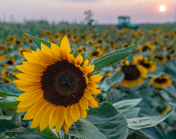Sunflower Field