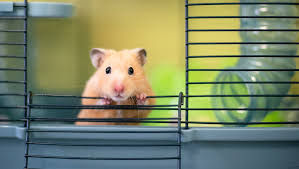 Eye-level view of a cozy hamster cage with fresh bedding and food bowl