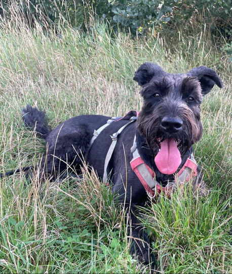 Happy black miniature schnauzer in grass