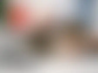 Microchip em gatos é obrigatório em Portugal?