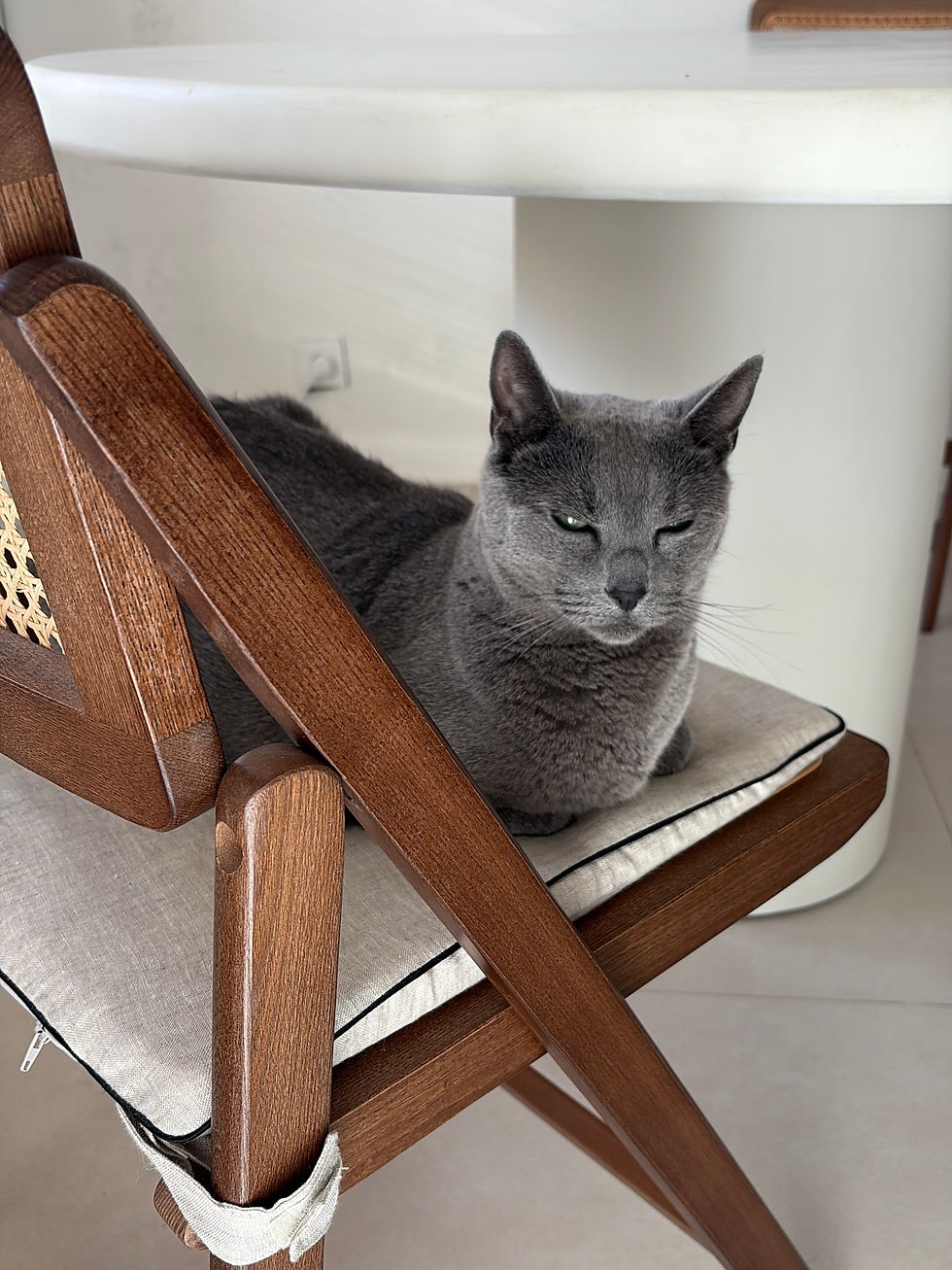 37. Trabalhar como Pet Sitter numa empresa ou trabalhar sozinho: quais são as diferenças?