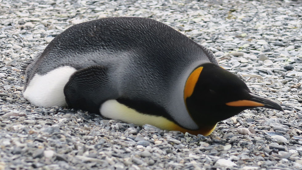 Le King Pingouin