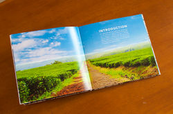 Tea time - for tea lovers