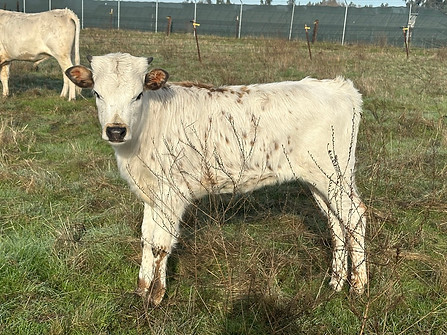 Dottie-Jan-2025