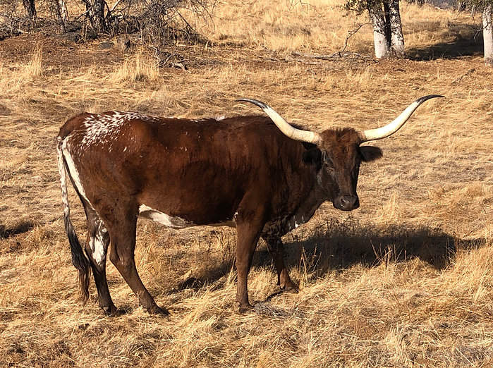 Sangria miniature texas longhorn for sale