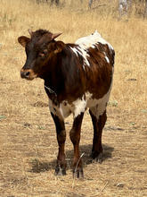 mini cow steer.jpeg