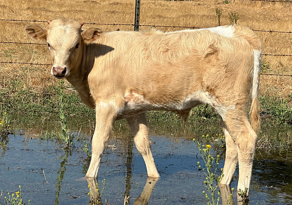 Knox goldmine sept 2025.jpg