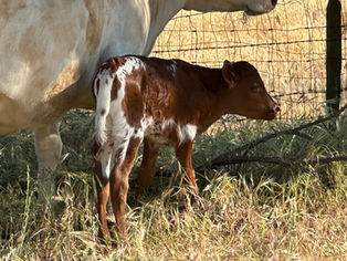 New Calves hitting the ground