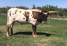 Mini Texas longhorn