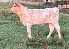 Cali miniature texas longhorn calf.jpeg