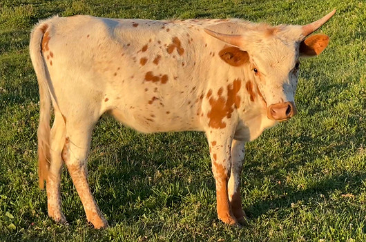 Cindy May 2026
